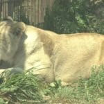 【恐怖】動物園飼育員さん、ライオンの檻に引きずり込まれ逝く