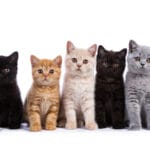 【議論】猫の柄で一番かわいいのは何ですか!?