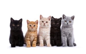【議論】猫の柄で一番かわいいのは何ですか!?