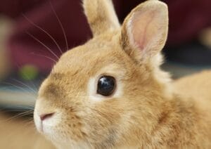 【画像】エチエチなバニーガールさん、こんな所にいた!🐰