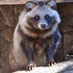 【画像】ペットのタヌキ、これはかわええ！