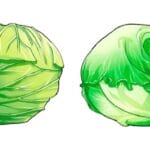 【議論】レタスとキャベツの見分け方ってあるの!?