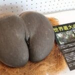 【画像】世界最大の種、エロすぎる