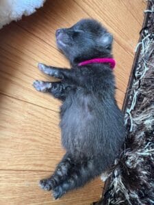 【画像】タヌキの赤ちゃんかわいすぎワロタ