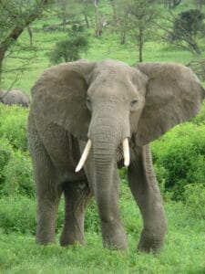 【動画】🐘「もう怒ったゾウ」
