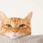 【朗報】ついに猫語が翻訳される時代へwwwwwwwwwwwwwwwwww