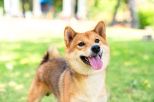 【動画】世界で最もデカい犬がこちらｗｗｗｗｗｗｗｗｗｗｗｗｗｗｗ