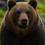 【動画】クマサン、首元を撫でてもらってご満悦