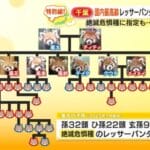【画像】レッサーパンダの風太くん（存命中）、ヤリチンだった